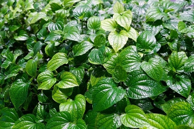 loai la thom lung cuc tot cho suc khoe, cho viet rat san chi vai nghin mot bo hinh anh 1