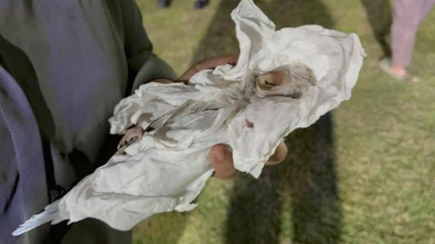 Cố cứu vẹt cưng, nam thanh niên 24 tuổi đuối nước tử vong- Ảnh 3.