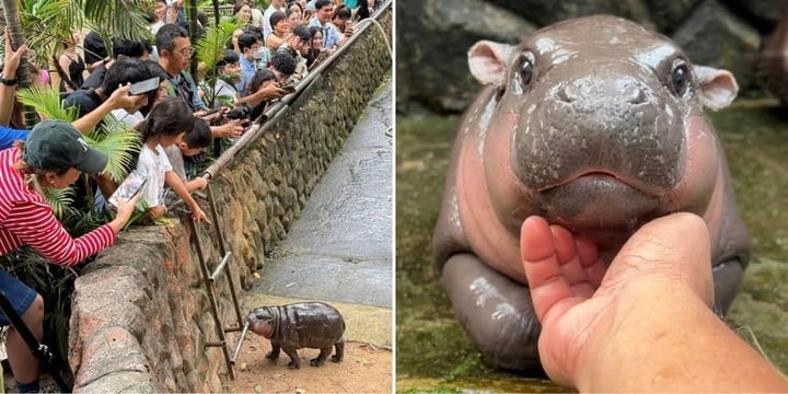 Moo Deng thu hút hơn 2 triệu người theo dõi và nổi tiếng trên toàn thế giới. (Ảnh: Facebook/Vườn thú mở Khao Kheow)