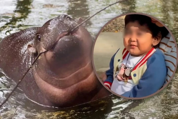 Cậu bé ung thư được thỏa ước mơ gặp chú hà mã nổi tiếng Moo Deng.