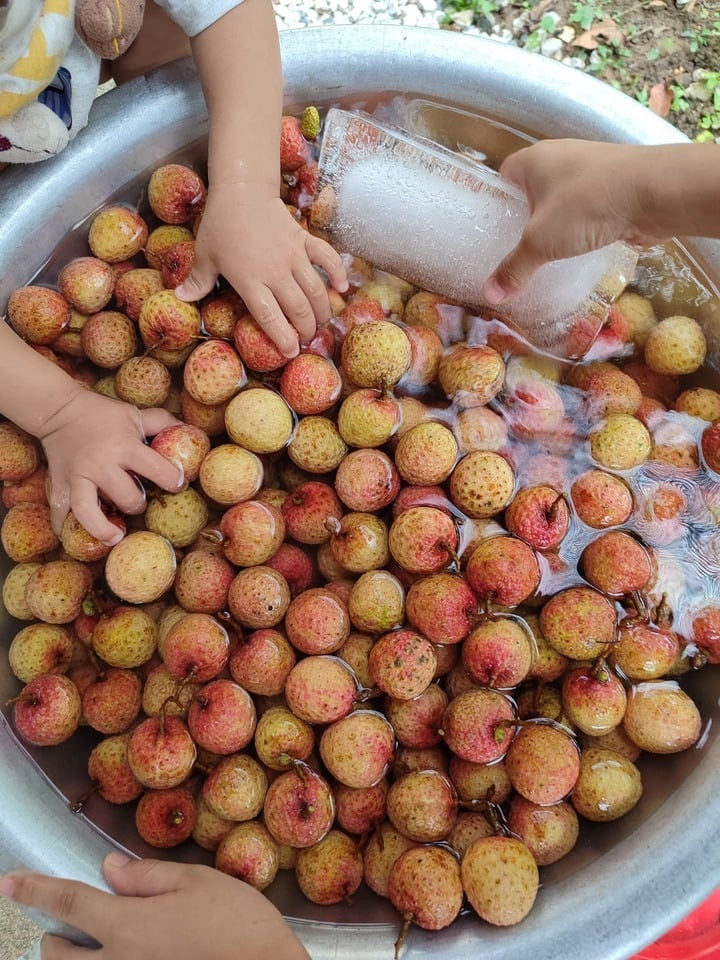 Ngâm nước lạnh để bảo quản vải tươi. (Ảnh minh họa: Ngọc Lan)