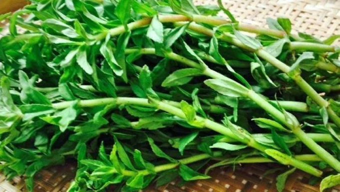 Loại rau mọc hoang lại là 'trợ thủ' thầm lặng giúp lợi mật, tiêu viêm, hỗ trợ ngừa ung thư gan - Ảnh 1.