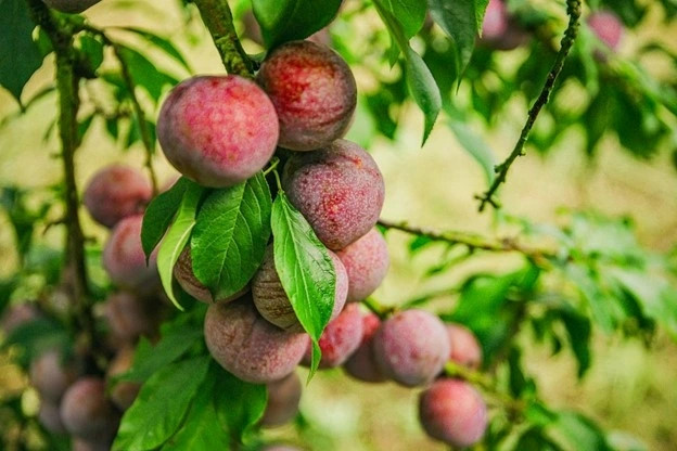 loai qua dang vao mua o viet nam, tuong chi an cho vui mieng lai co loi du duong hinh anh 1