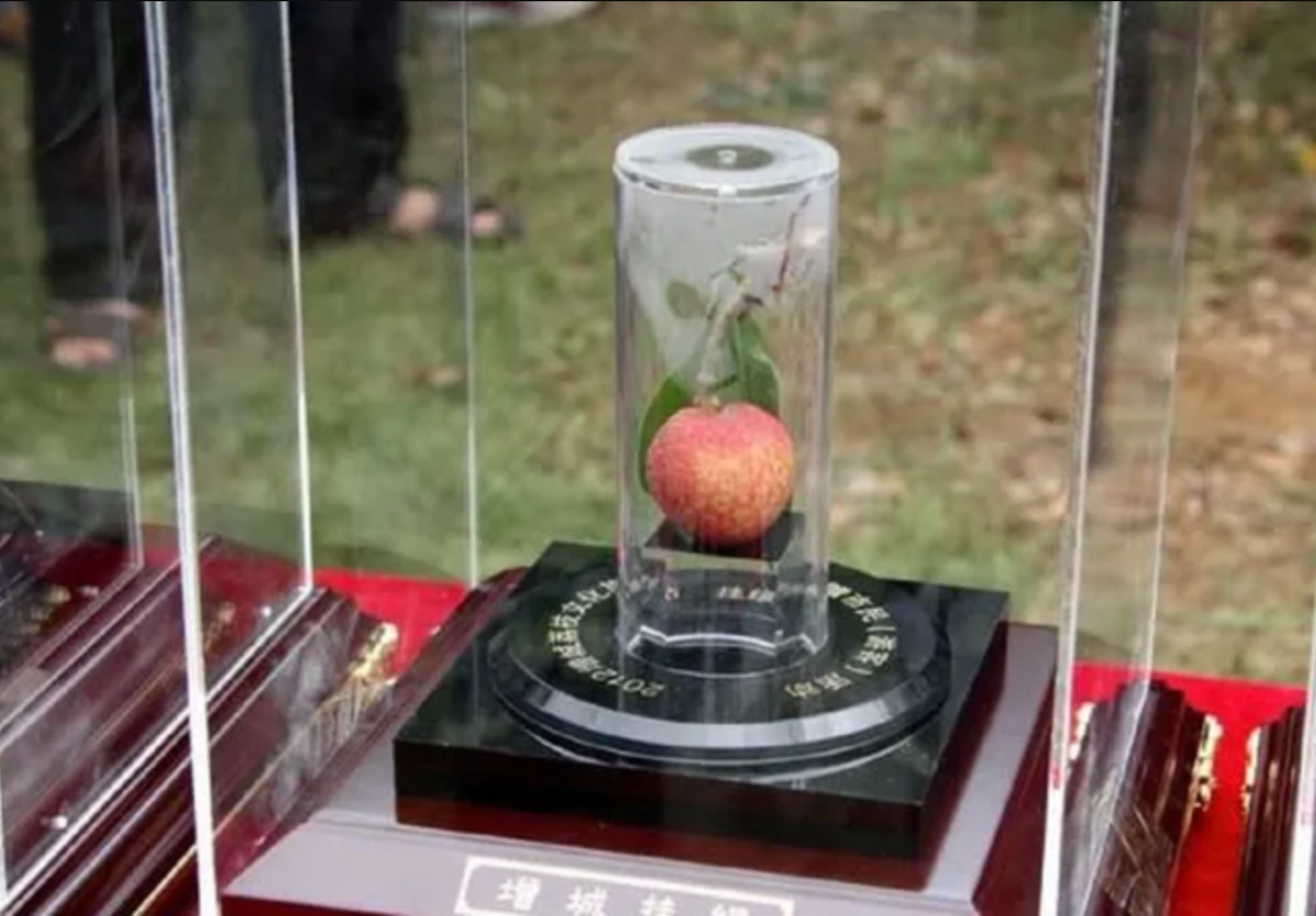 Cận cảnh quả vải giá 181 triệu đồng đang xôn xao mạng xã hội- Ảnh 2.