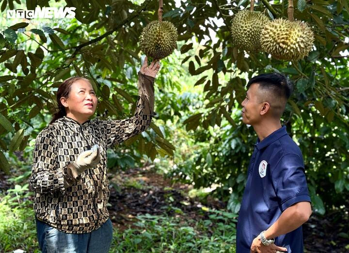 Một hộ dân phấn khởi khi áp dụng kỹ thuật mới cho trái sạch, sản lượng cao.