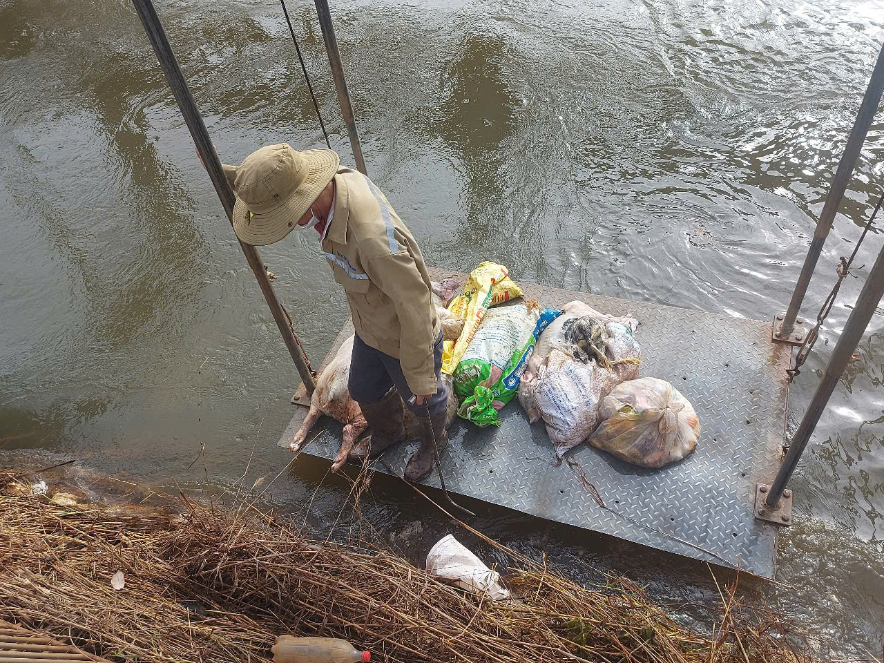 Lý do hàng trăm con heo chết bị vứt trên kênh dẫn nước ở Bình Dương- Ảnh 2.