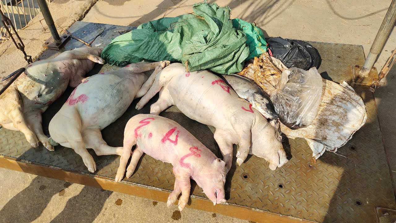Lý do hàng trăm con heo chết bị vứt trên kênh dẫn nước ở Bình Dương- Ảnh 3.