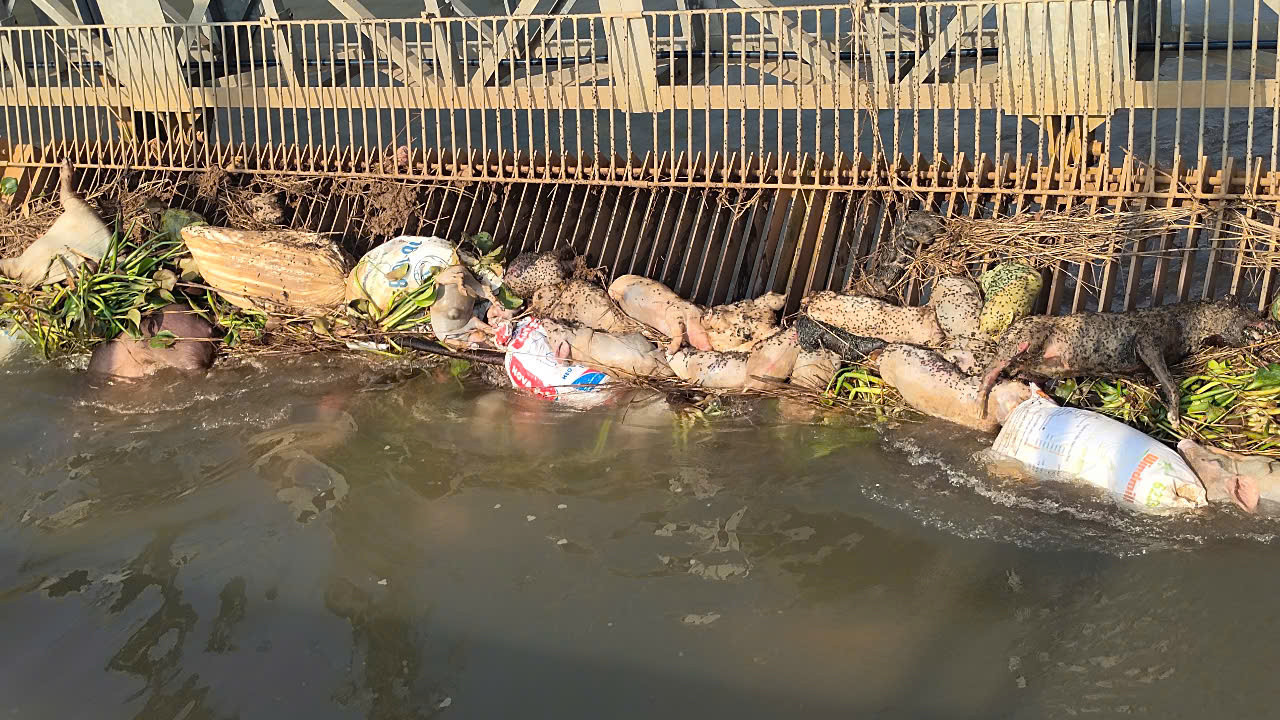 Lý do hàng trăm con heo chết bị vứt trên kênh dẫn nước ở Bình Dương- Ảnh 1.