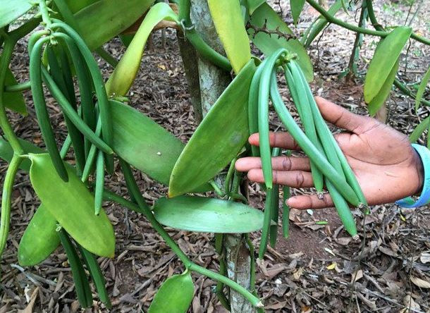 Loại quả đắt đỏ bậc nhất thế giới, từng có giá 15 triệu đồng/kg, ở Việt Nam cũng trồng- Ảnh 1.