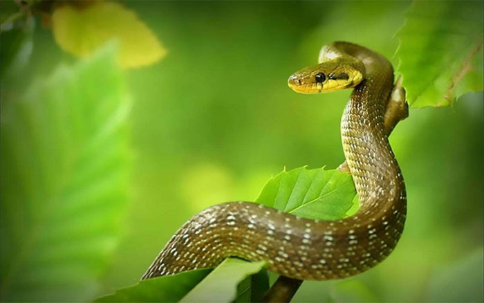 Những con giáp nữ trời sinh phú quý số mệnh giàu sang không ai sánh bằng