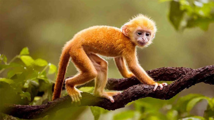 Những con giáp nữ trời sinh phú quý số mệnh giàu sang không ai sánh bằng