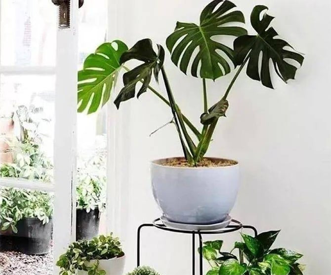 Mẹo làm mát nhà không cần điều hòa: Đặt thêm cây xanh. (Ảnh: Sohu)