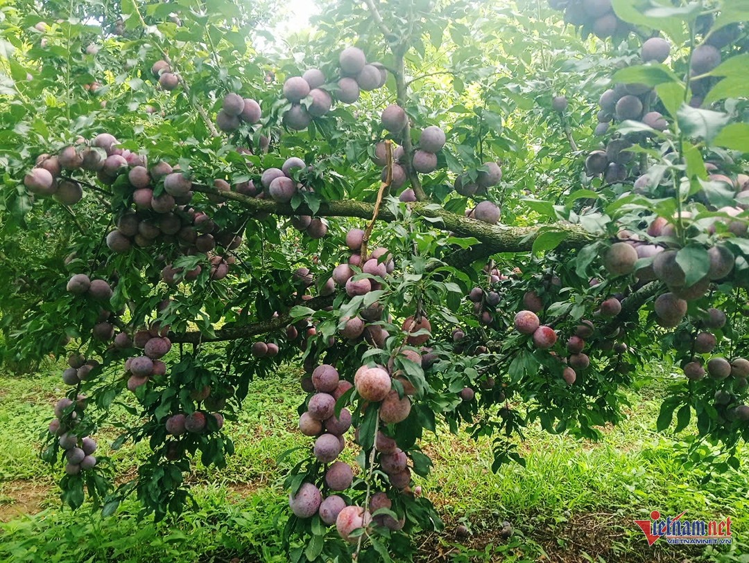 W-phieng khoai 4.jpg