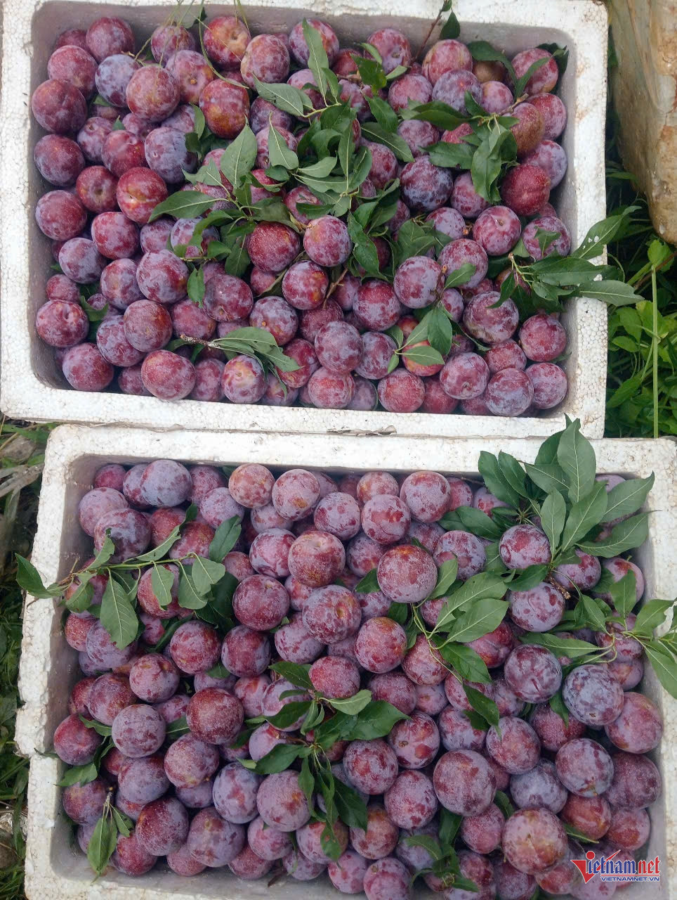 W-phieng khoai 2.jpg