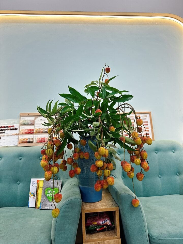 Trend cành vải cắm bình khiến những người mê cắm hoa 'phát sốt'- Ảnh 6.