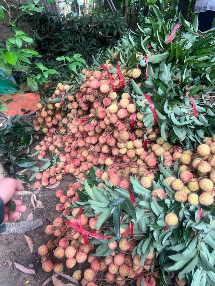 Trend cành vải cắm bình khiến những người mê cắm hoa 'phát sốt'- Ảnh 9.