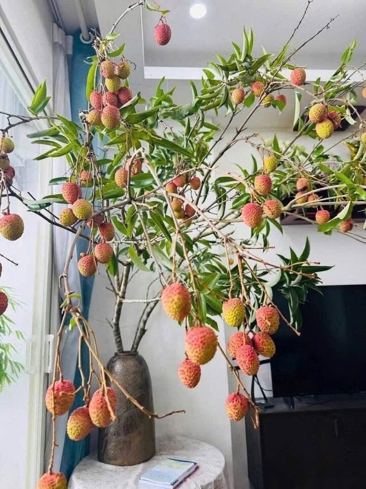 Trend cành vải cắm bình khiến những người mê cắm hoa 'phát sốt'- Ảnh 5.