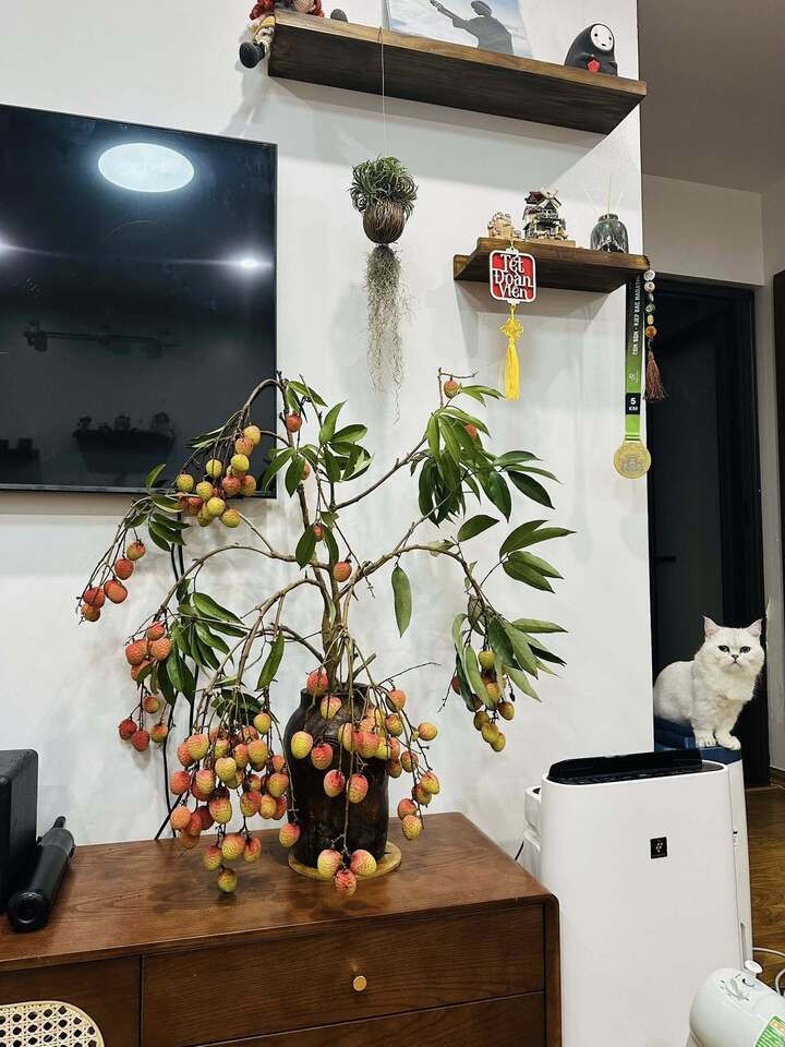 Trend cành vải cắm bình khiến những người mê cắm hoa 'phát sốt'- Ảnh 2.