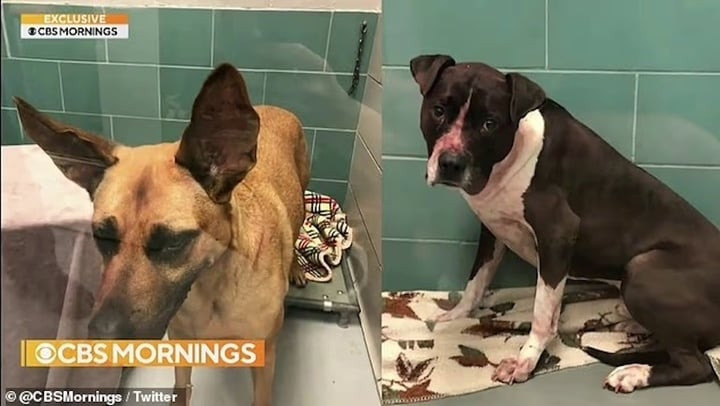 Chó Lucy (trái) và Bender (phải) được an tử sau vụ tấn công.