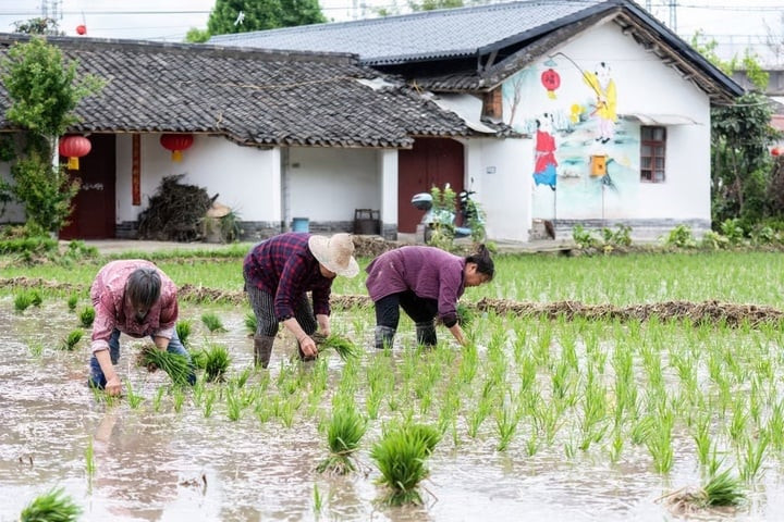 Cảnh sát đã lần ra dấu vết của Li tại một ngôi làng nhỏ ở Giang Môn. (Ảnh: Shutterstock)