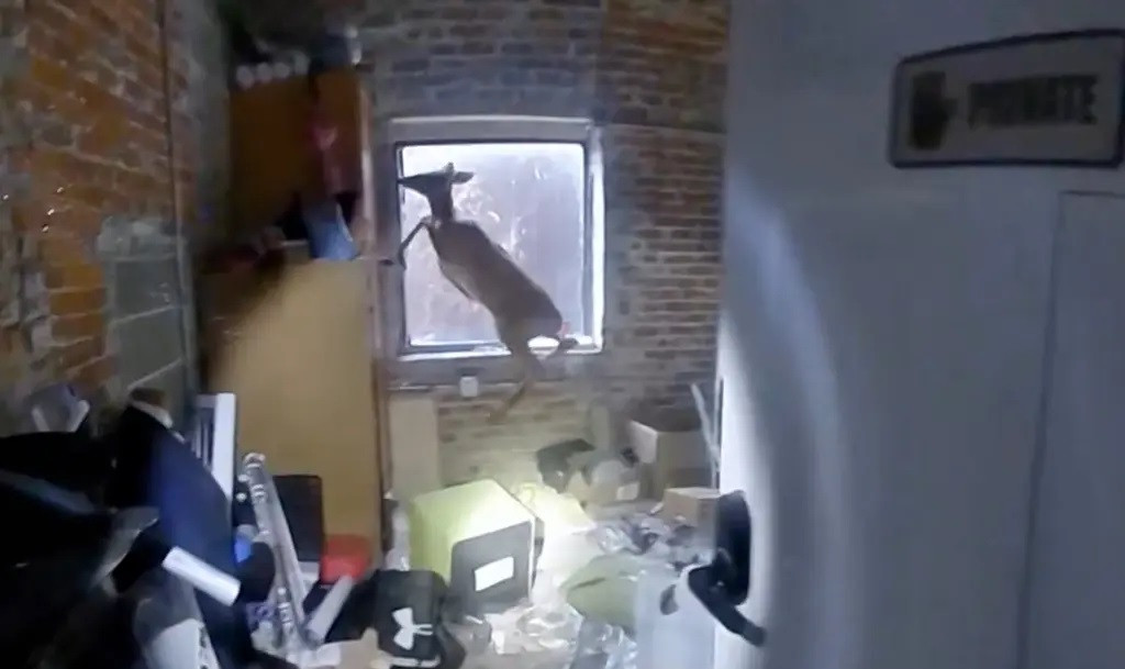 Cảnh sát truy bắt nghi phạm đột nhập tiệm làm tóc, hóa ra là nai hoảng loạn.