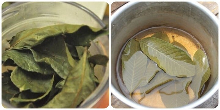 Trà lá ổi khô rất tốt cho sức khoẻ