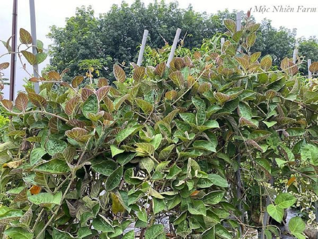 2 loại rau ít