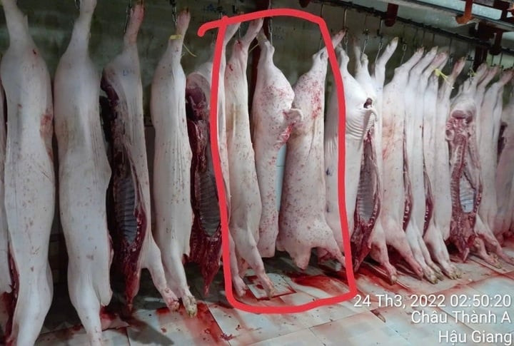 Công an Sóc Trăng, Hậu Giang làm việc với người tố Công ty C.P. bán thịt heo bẩn - 3