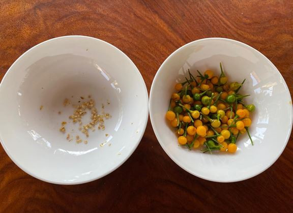 Loại quả đắt đỏ bậc nhất thế giới, giá tới 600 triệu đồng/kg, ở Việt Nam có người đem tặng miễn phí- Ảnh 5.