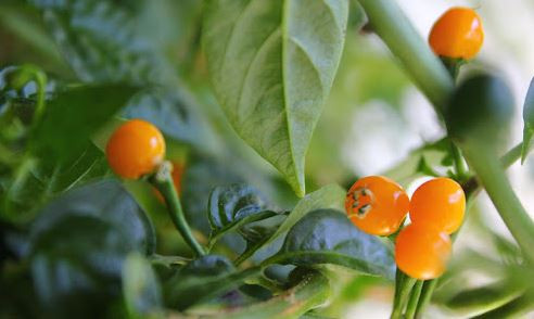 Loại quả đắt đỏ bậc nhất thế giới, giá tới 600 triệu đồng/kg, ở Việt Nam có người đem tặng miễn phí- Ảnh 1.