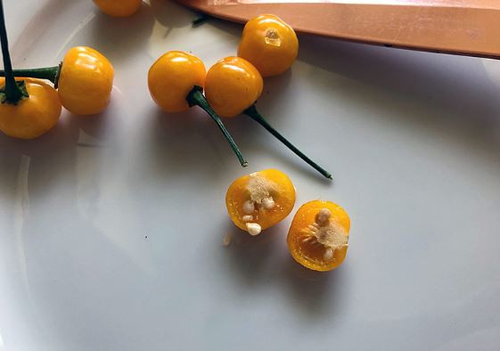 Loại quả đắt đỏ bậc nhất thế giới, giá tới 600 triệu đồng/kg, ở Việt Nam có người đem tặng miễn phí- Ảnh 3.