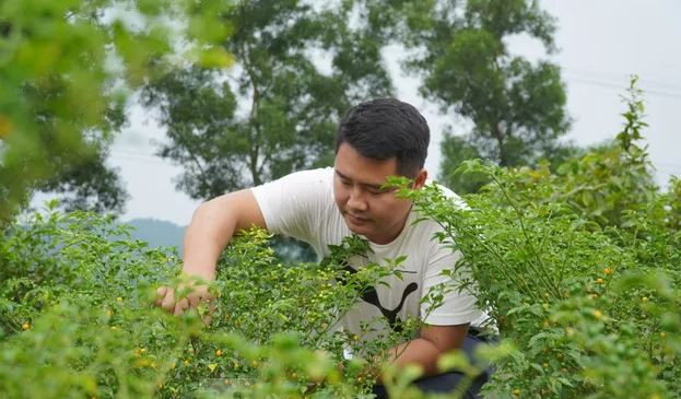 Loại quả đắt đỏ bậc nhất thế giới, giá tới 600 triệu đồng/kg, ở Việt Nam có người đem tặng miễn phí- Ảnh 4.