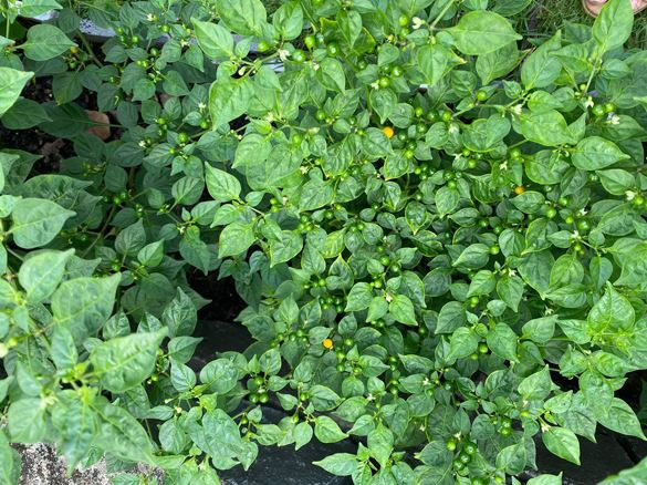 Loại quả đắt đỏ bậc nhất thế giới, giá tới 600 triệu đồng/kg, ở Việt Nam có người đem tặng miễn phí- Ảnh 6.