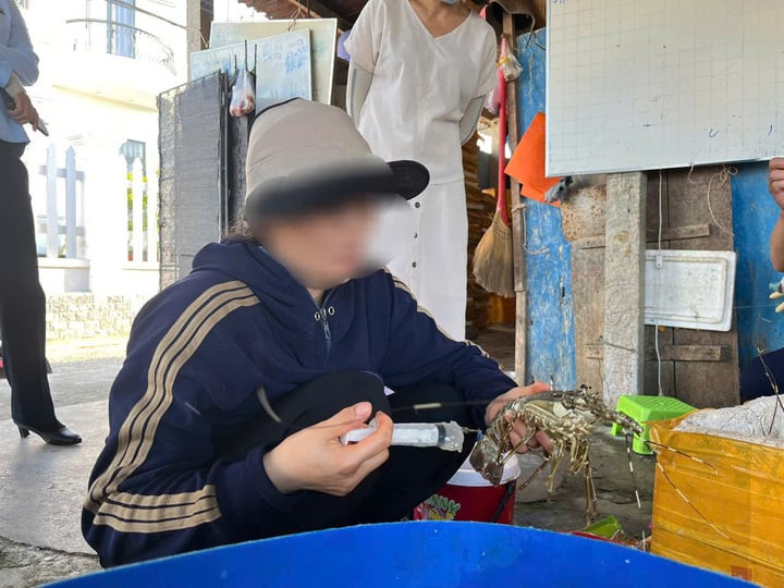 Bà X. bơm thạch rau câu vào tôm hùm đã chết.