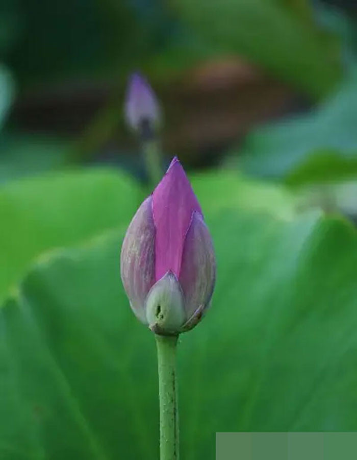 4 con giáp mở cung tài lộc sự nghiệp thuận lợi cuộc sống thăng hoa nhất tháng 7