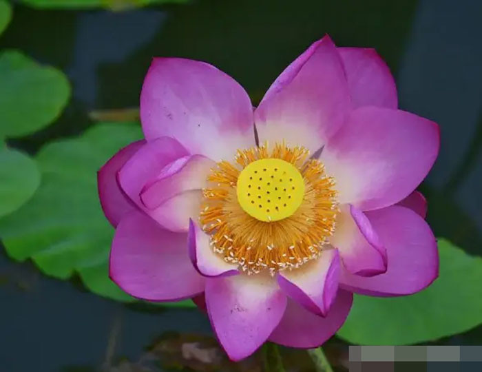 4 con giáp mở cung tài lộc sự nghiệp thuận lợi cuộc sống thăng hoa nhất tháng 7