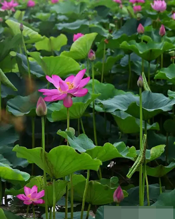 4 con giáp mở cung tài lộc sự nghiệp thuận lợi cuộc sống thăng hoa nhất tháng 7