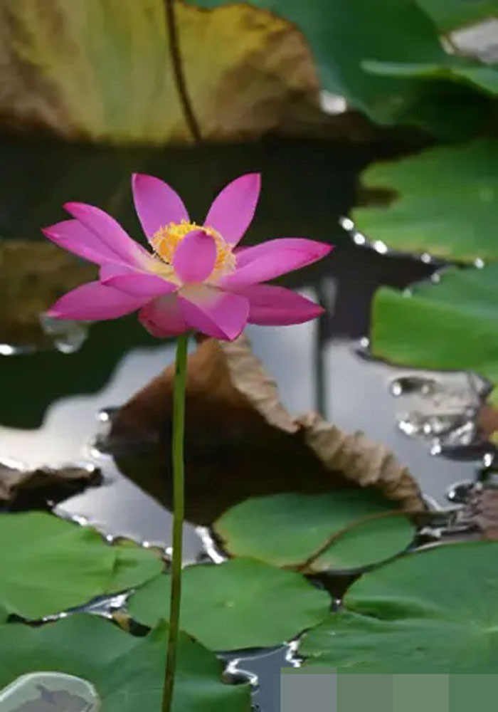 4 con giáp mở cung tài lộc sự nghiệp thuận lợi cuộc sống thăng hoa nhất tháng 7