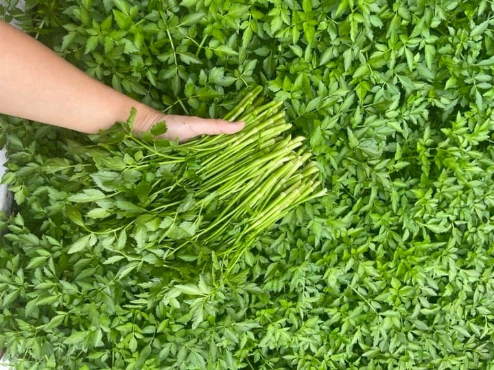 Rau cần trồng dưới nước tiềm ẩn nguy cơ rất cao về ký sinh trùng. (Ảnh: Hoàng Thảo)