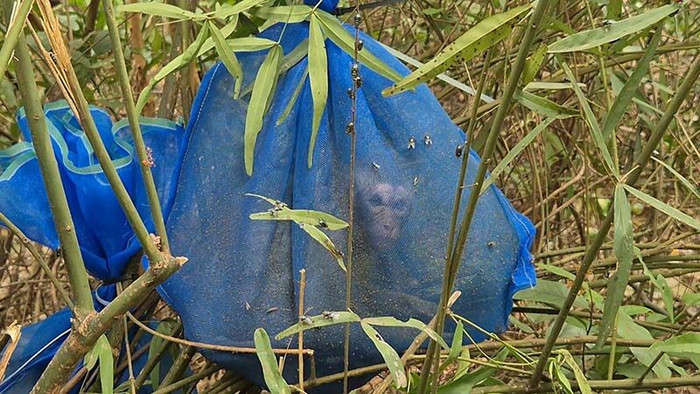 Phát hiện 25 chiếc túi lạ trong rừng, mở ra thấy cảnh tượng