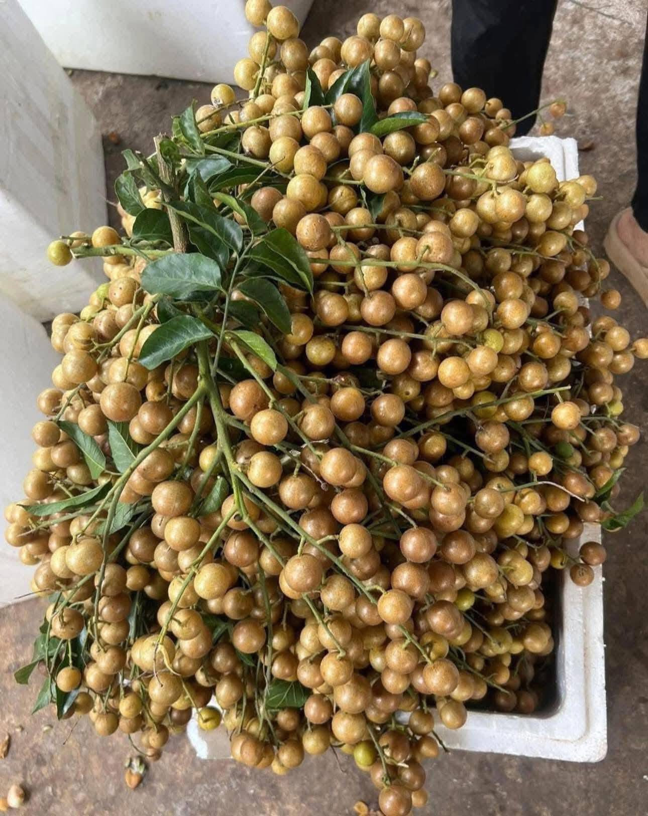 Chị em đua nhau mua quất hồng bì giá rẻ, chỉ từ 15.000 đồng/kg để ngâm trị ho và ăn được vài tháng- Ảnh 3.