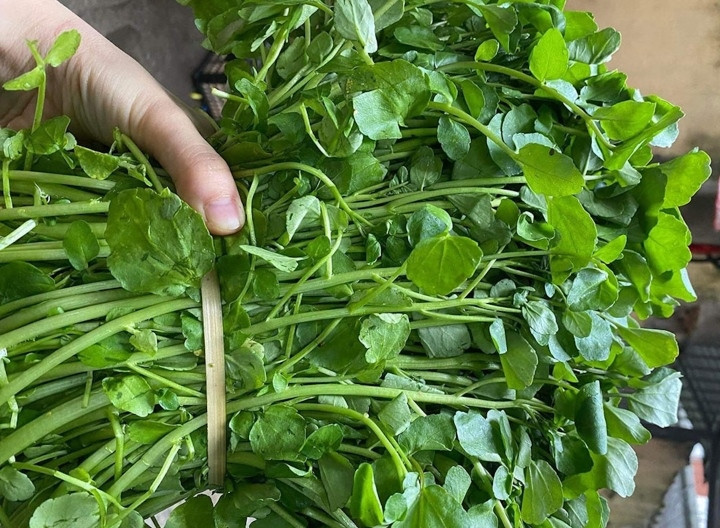 Loại rau tốt nhất thế giới trồng 1 lần ăn mấy chục năm, canxi giàu gấp đôi sữa bò giúp trẻ cao lớn- Ảnh 1.