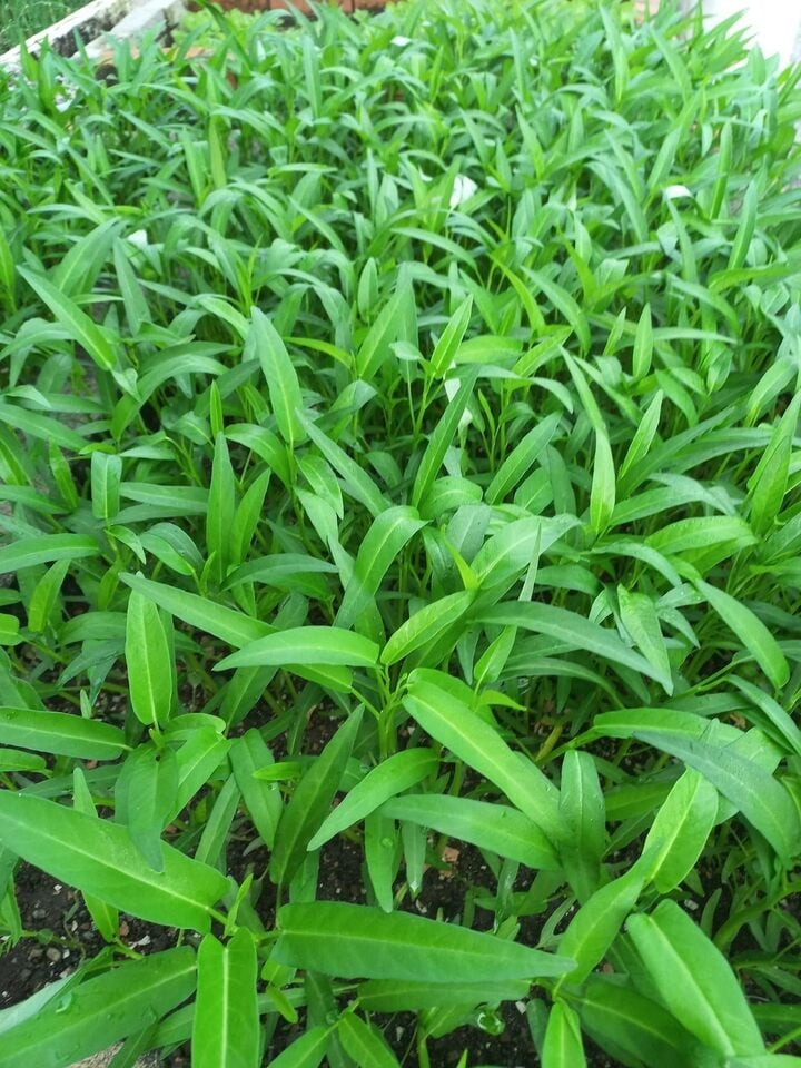 Rau muống dễ nhiễm chì, liệu có cách nào nhận biết? - 3