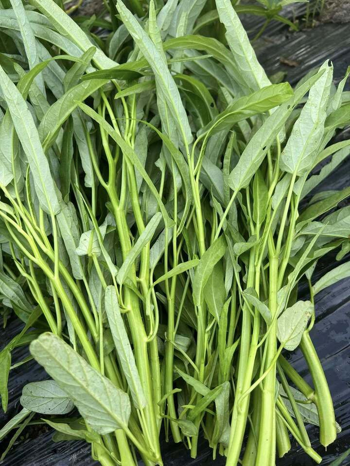 Người tiêu dùng không thể tự nhận biết rau muống nhiễm chì. (Ảnh: Lê Mến)