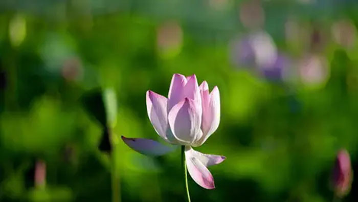 Cuối tháng 7 quý nhân phù trợ 4 con giáp gặp nhiều cơ hội liên tiếp đón tin vui công việc và cuộc sống đều thăng hoa rực rỡ