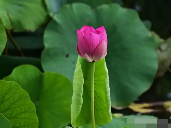 Cuối tháng 7 quý nhân phù trợ 4 con giáp gặp nhiều cơ hội liên tiếp đón tin vui công việc và cuộc sống đều thăng hoa rực rỡ