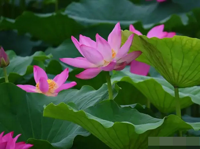 Cuối tháng 7 quý nhân phù trợ 4 con giáp gặp nhiều cơ hội liên tiếp đón tin vui công việc và cuộc sống đều thăng hoa rực rỡ