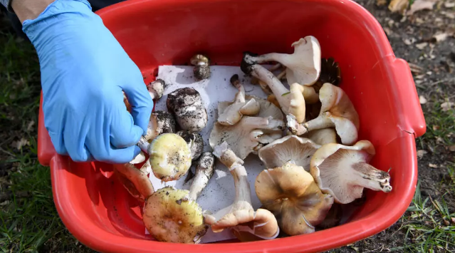 3 người tử vong sau bữa ăn trưa, hé lộ tội ác