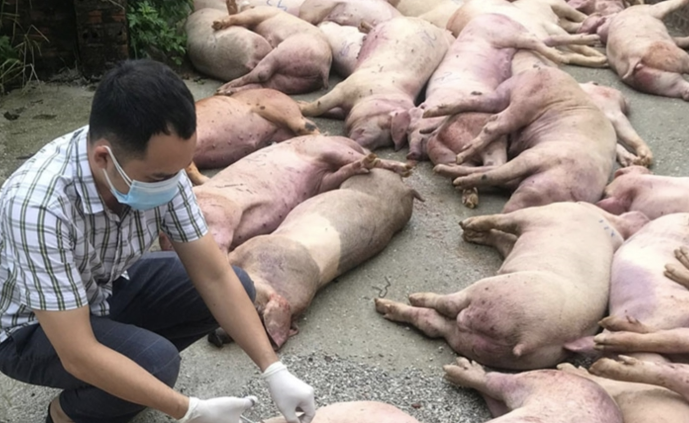 Dịch tả heo châu Phi có lây sang người?- Ảnh 1.