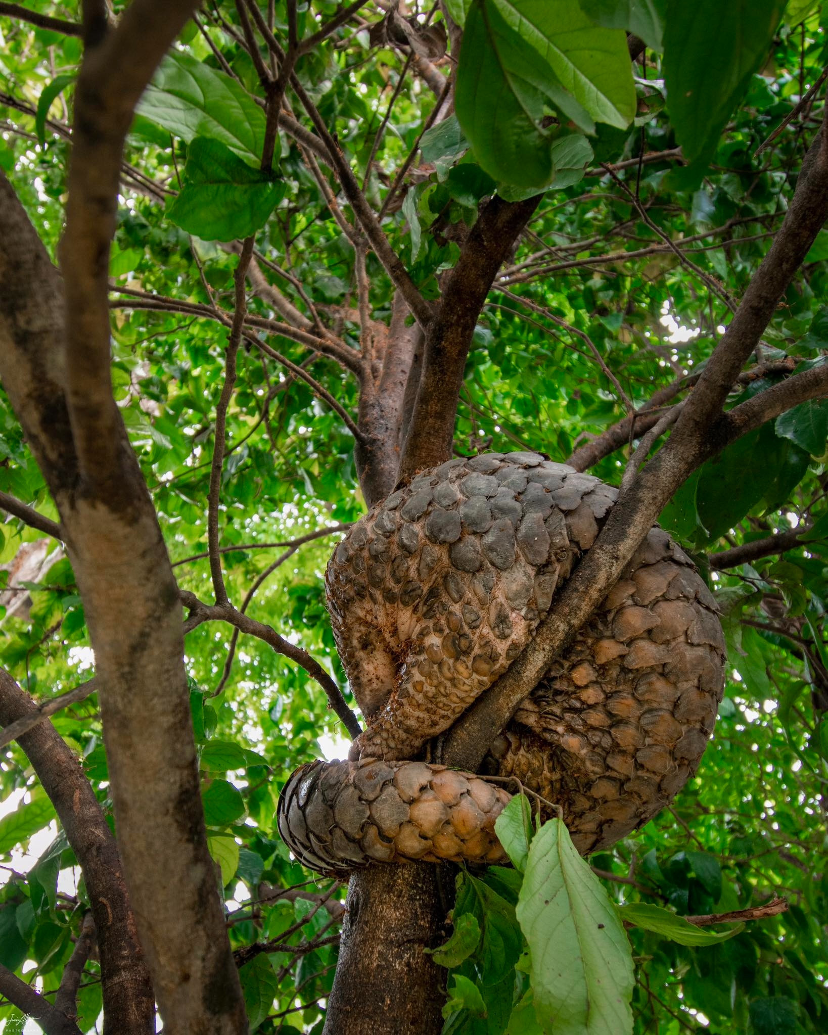 Đang đi dạo, nam thanh niên phát hiện cảnh tượng bất ngờ trên cây - Ảnh 1.